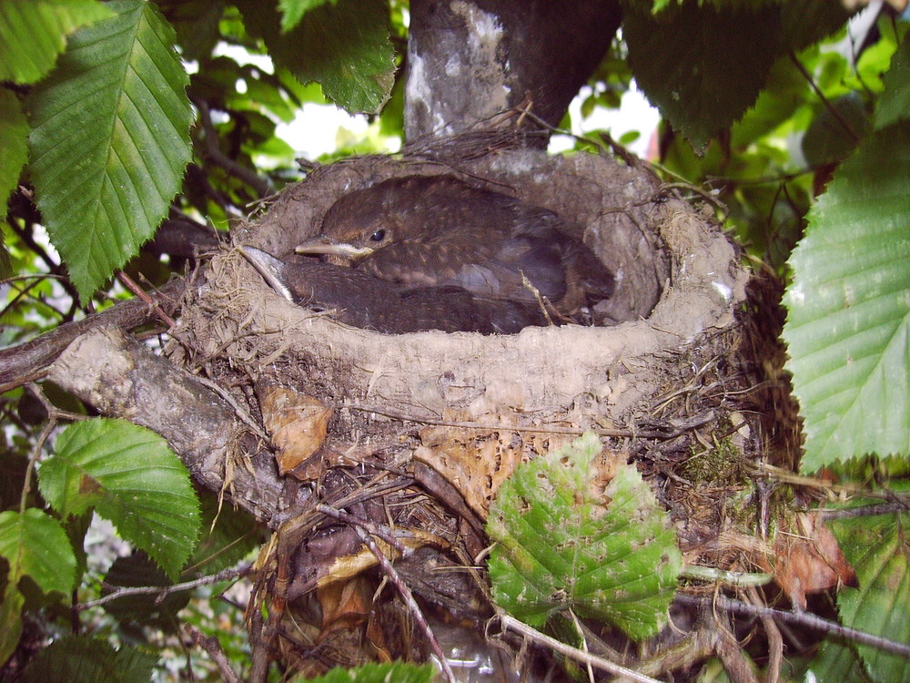 nest frühjahr 09