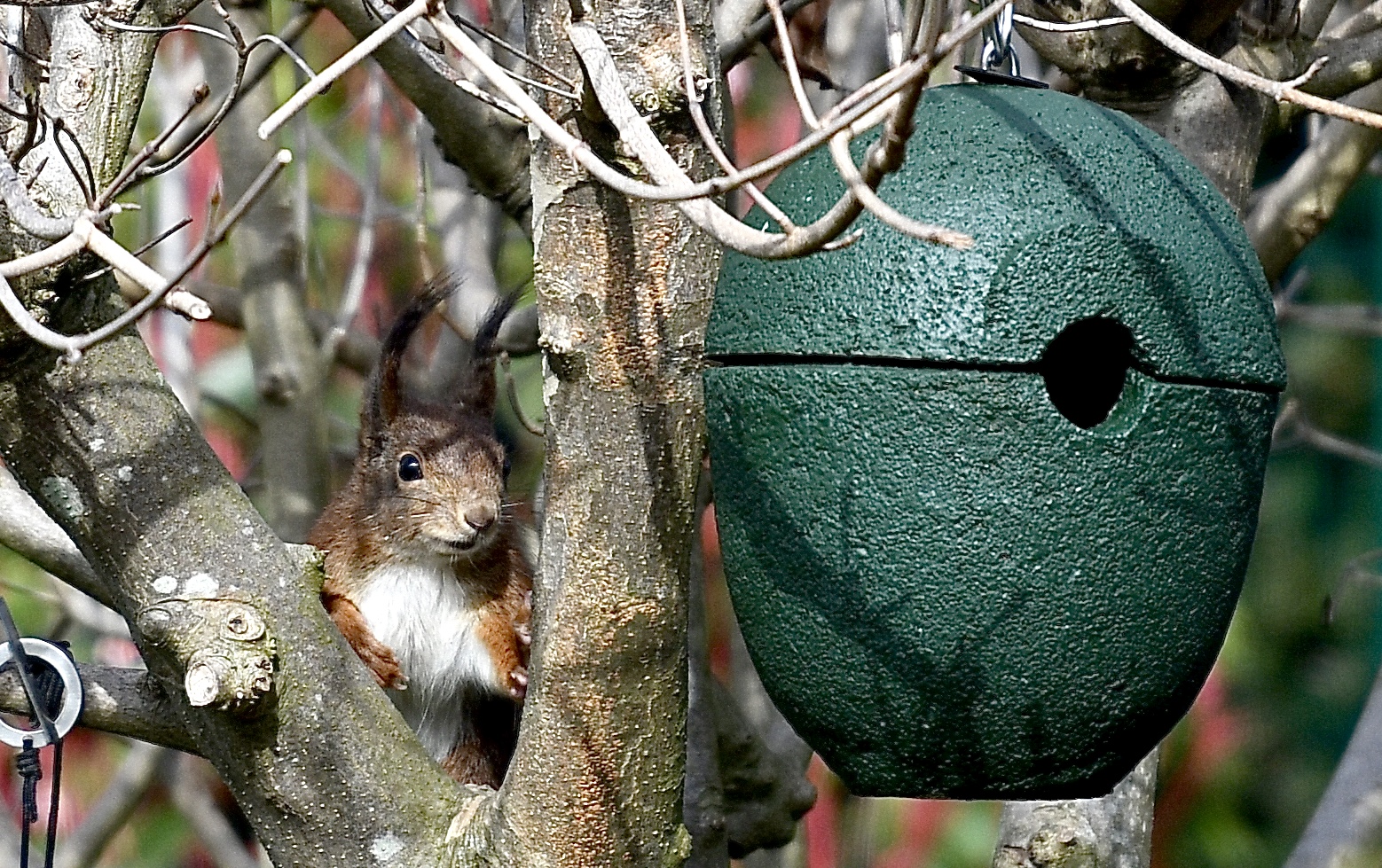 Nest Guardian 