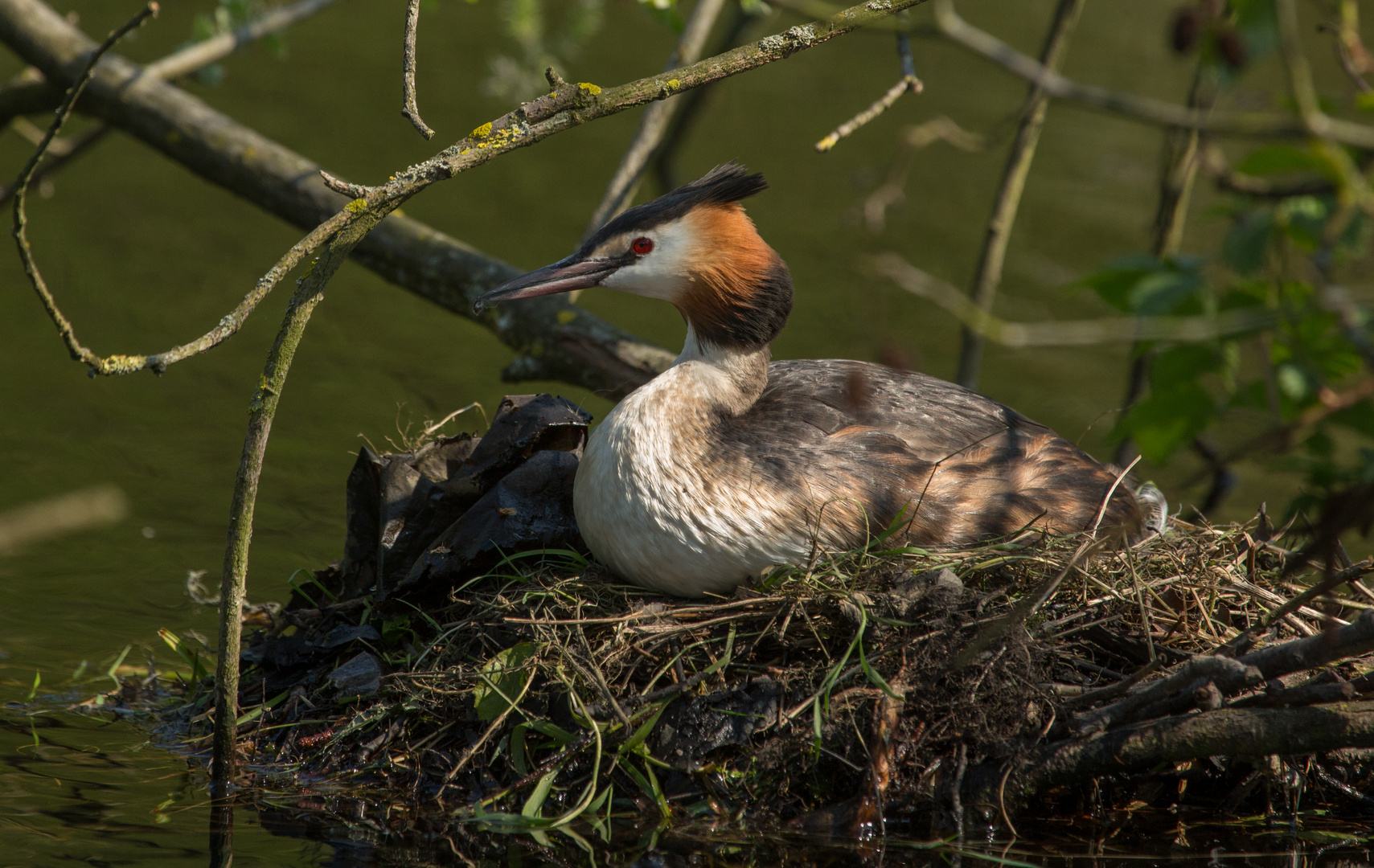 Nest-Hocker