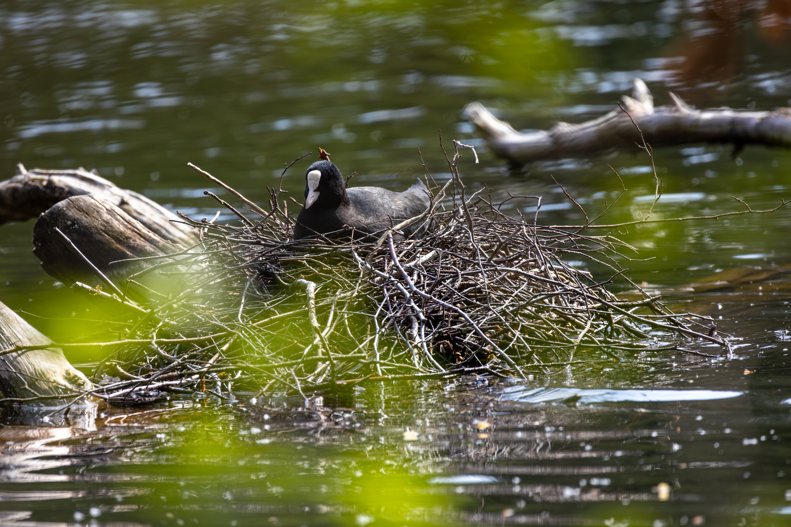 Nest I