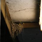 Nest im alten Stall