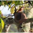  Nest im Avocadobaum 