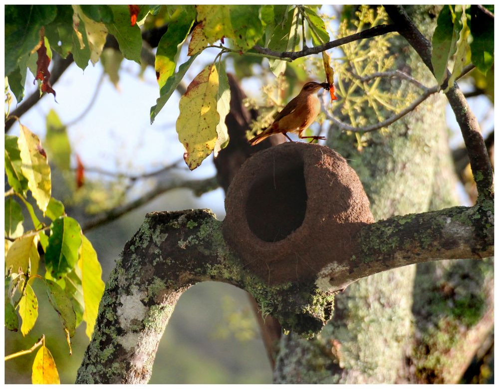  Nest im Avocadobaum 