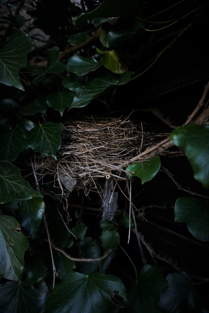 Nest im Dunkeln