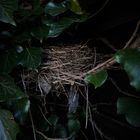 Nest im Dunkeln