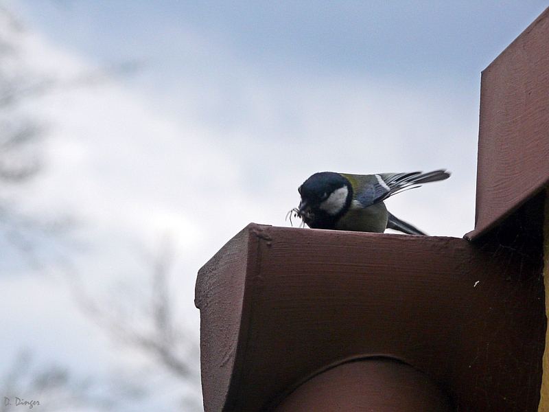 Nest im Fallrohr