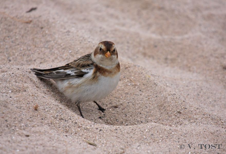 Nest im Sand? Foto & Bild tiere, wildlife, wild lebende vögel Bilder