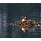 Nest im Strom (THEMENTAG: Tierisch gut)