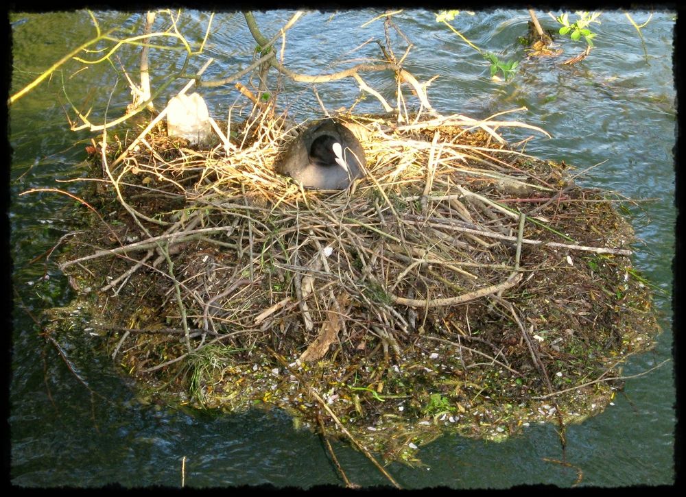 * Nest im Wasser *