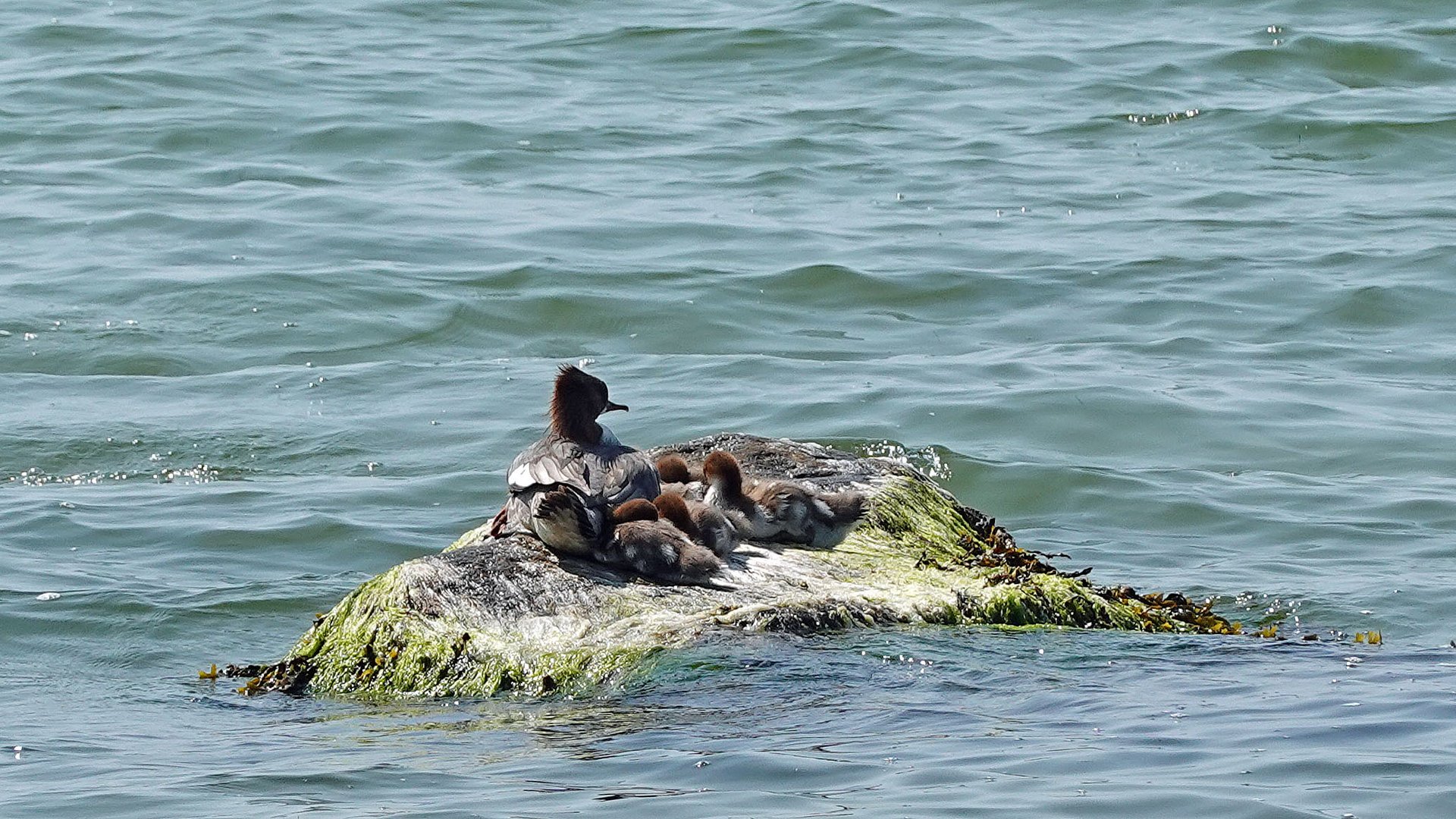 Nest in der Ostsee