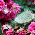 Nest in Rosen gebettet