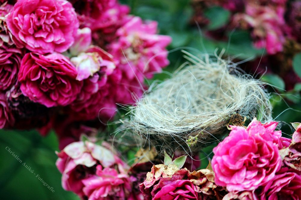 Nest in Rosen gebettet
