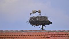 Nest Kontrolle 