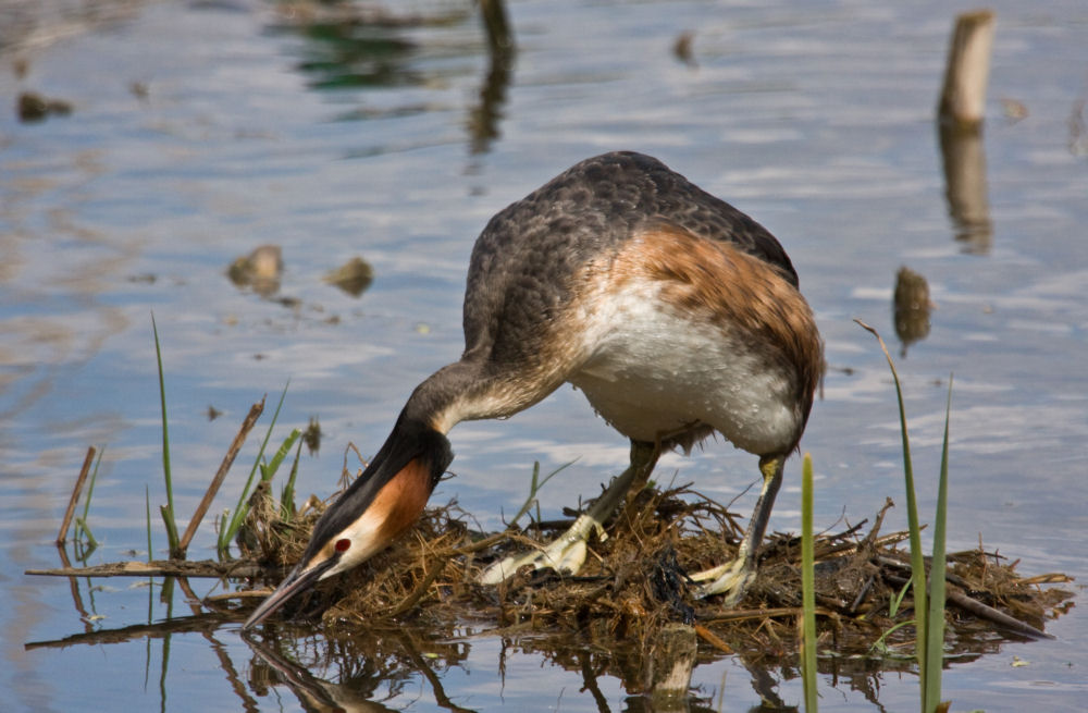 Nest Making