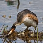 Nest Making