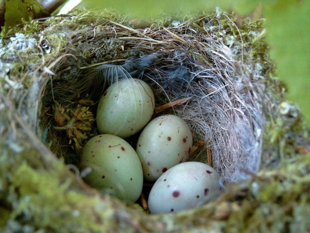 Nest mit Eiern Foto & Bild tiere, haustiere, vögel Bilder auf