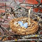Nest mit Eiern vor der Gaststätte "Firlefanz" in Fürstenhagen