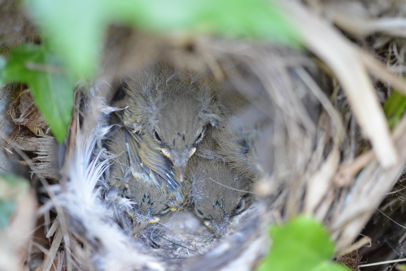 Nest mit Grasmücken