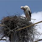 Nest mit Ökostrom