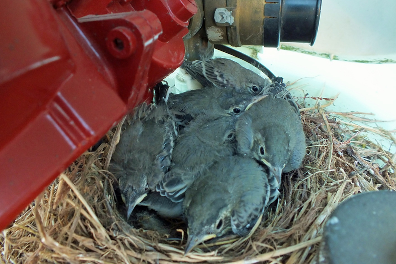 Nest mit sechs jungen Bachstelzen