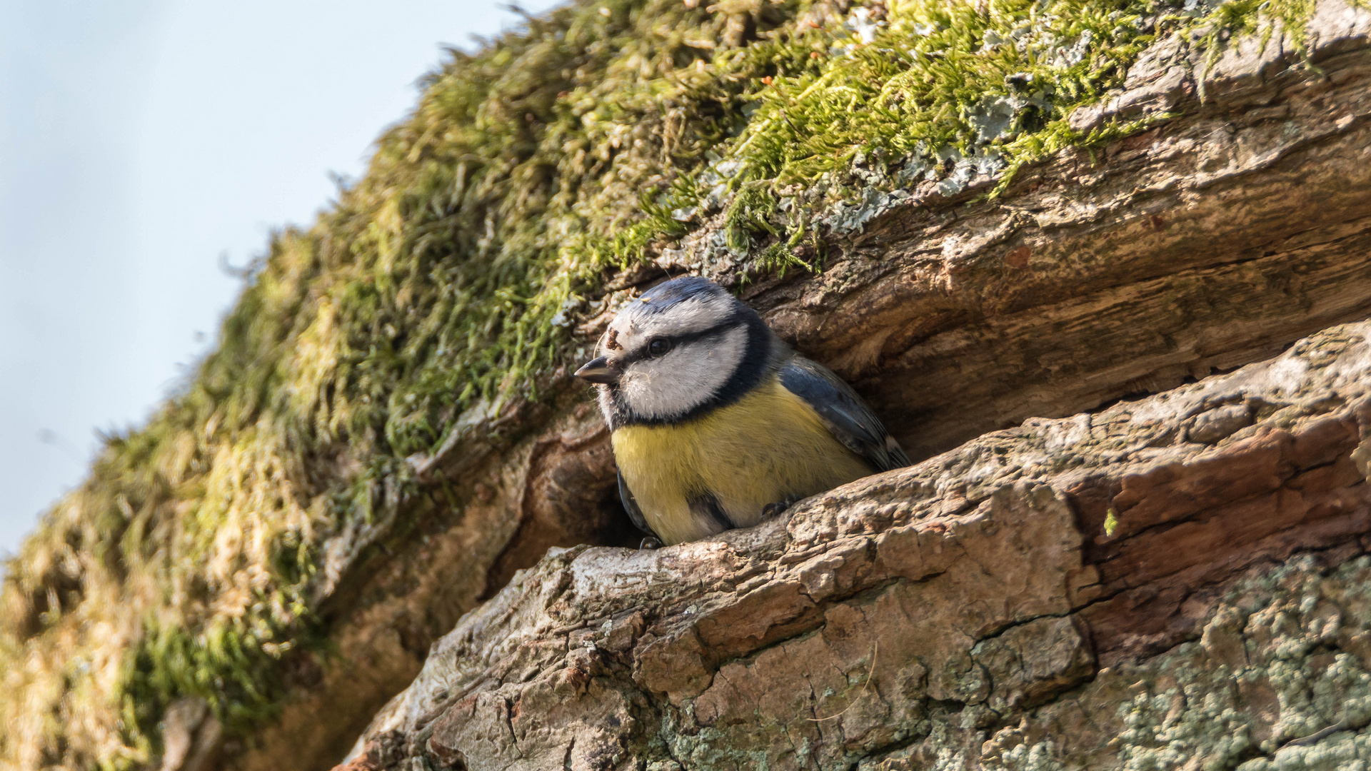 Nest mit Sonnenterrasse