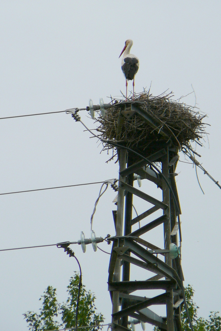 Nest mit Stromanschluß