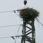 Nest mit Stromanschluß