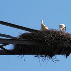 Nest mit Stromanschluss….