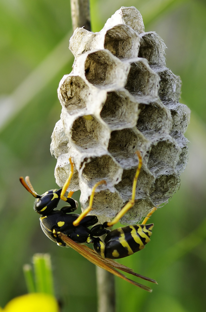 Nest mit Wespe