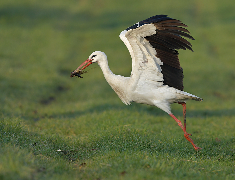 Nest – Polstermaterial – Transport: Abheben