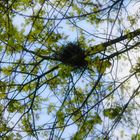 Nest Türkentaube (Streptopelia decaocto)