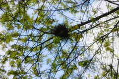 Nest Türkentaube (Streptopelia decaocto)