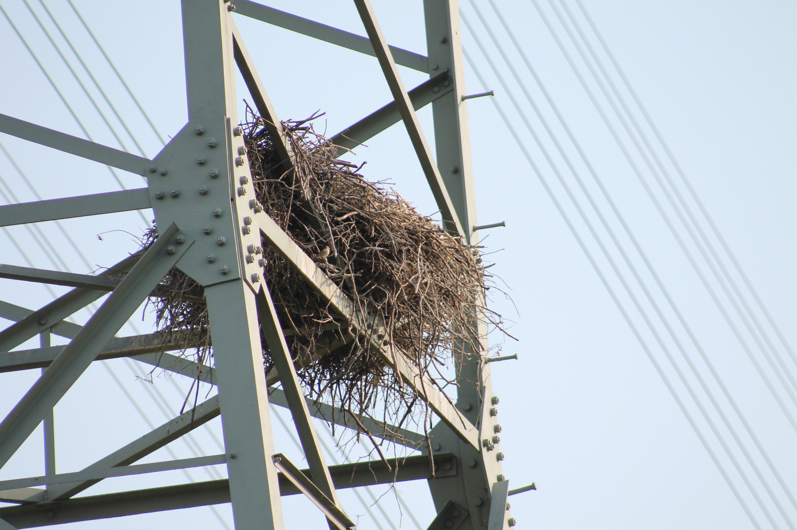 Nest unter Strom