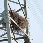 Nest unter Strom