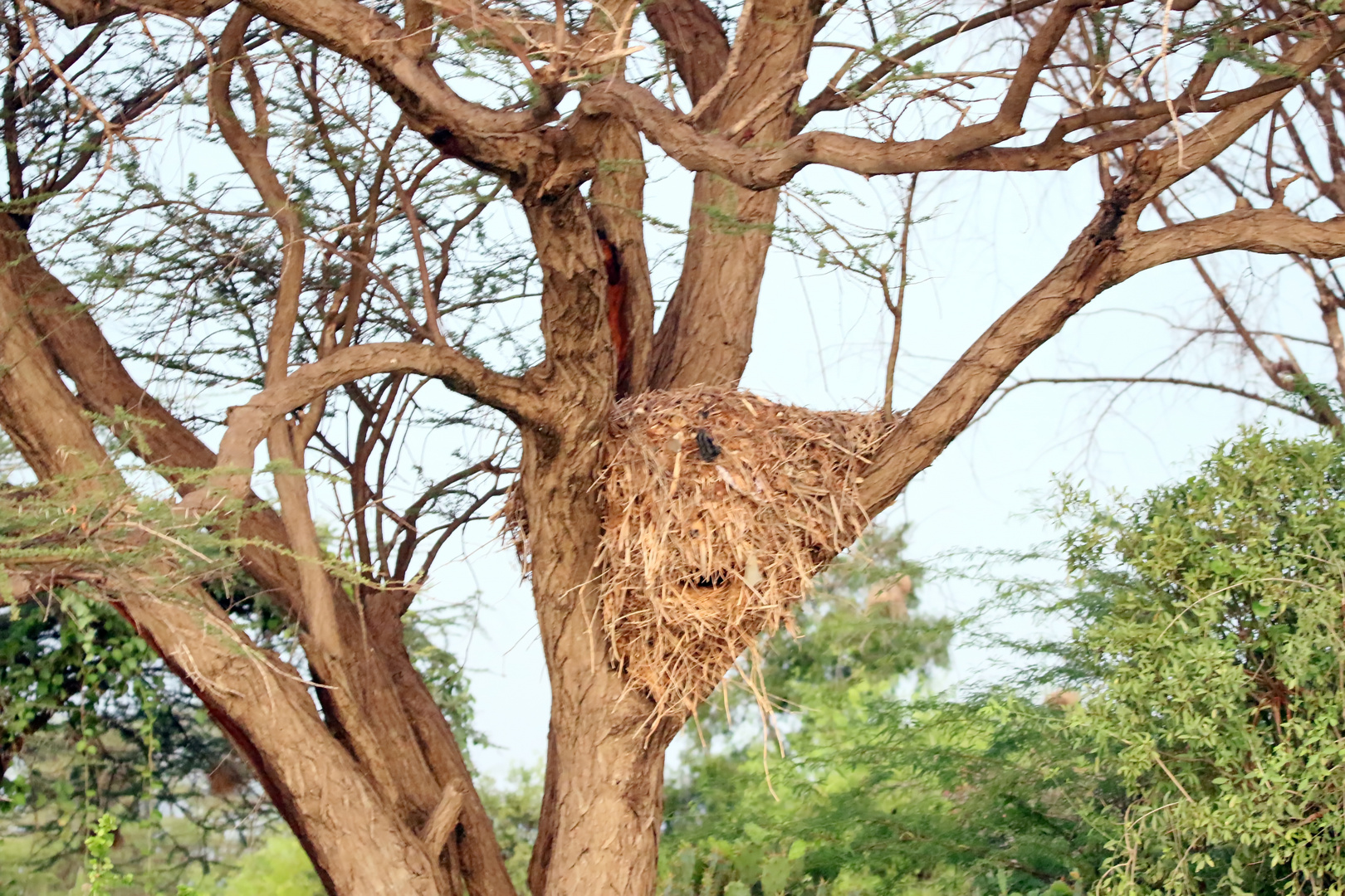 Nest vom Hammerkopf