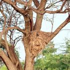 Nest vom Hammerkopf