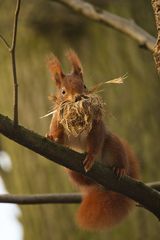 Nest-Vorbereitung