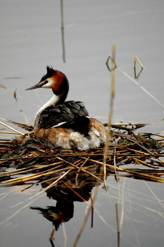 Nest-Wache