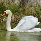 Nest Wächter