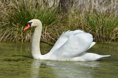 Nest Wächter