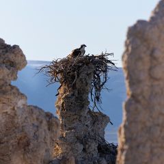 Nest with a view 2