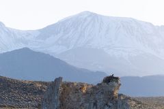 Nest with a view