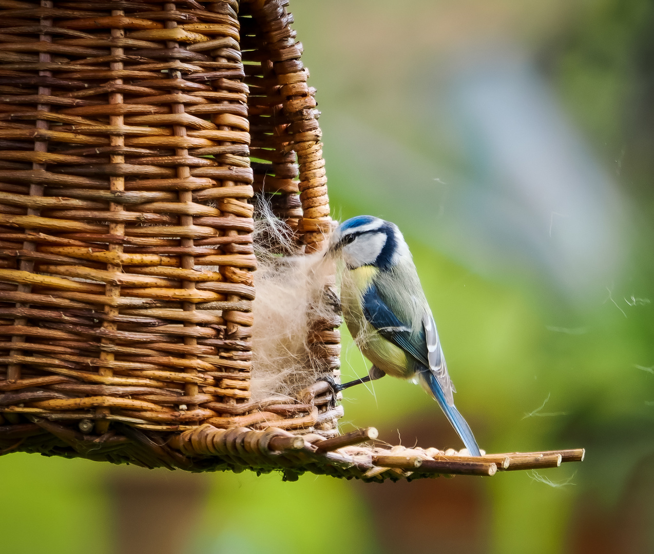 Nestbau 2