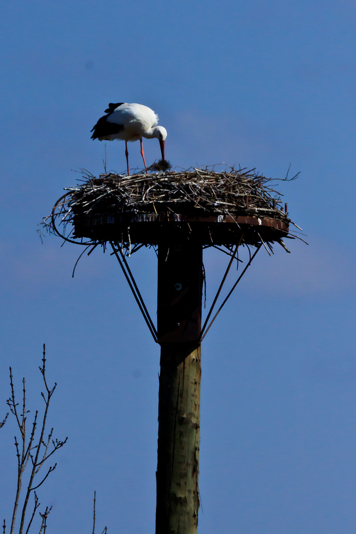 Nestbau