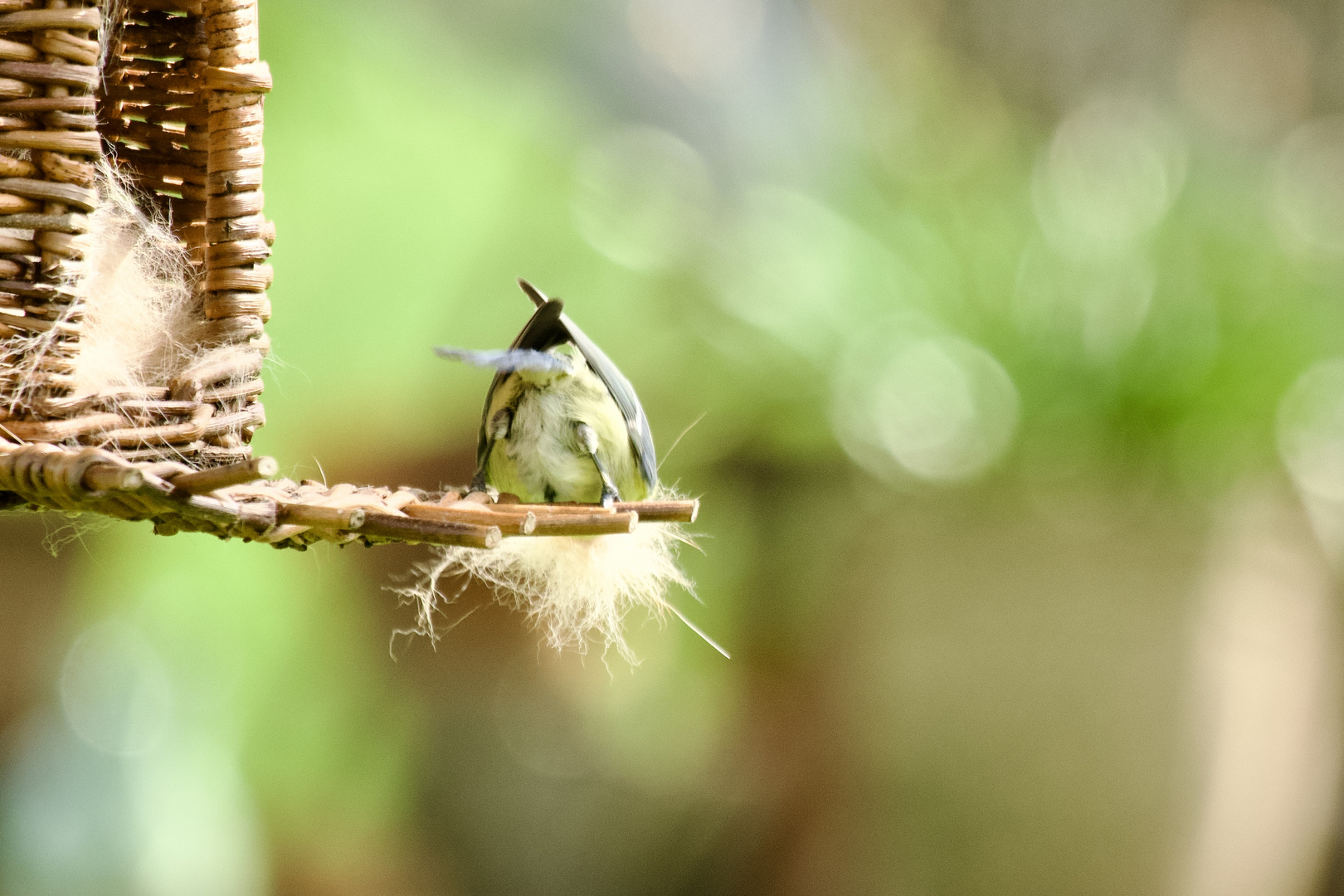 Nestbau 3 .... des guten Zuviel ?