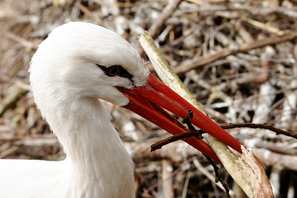 Nestbau