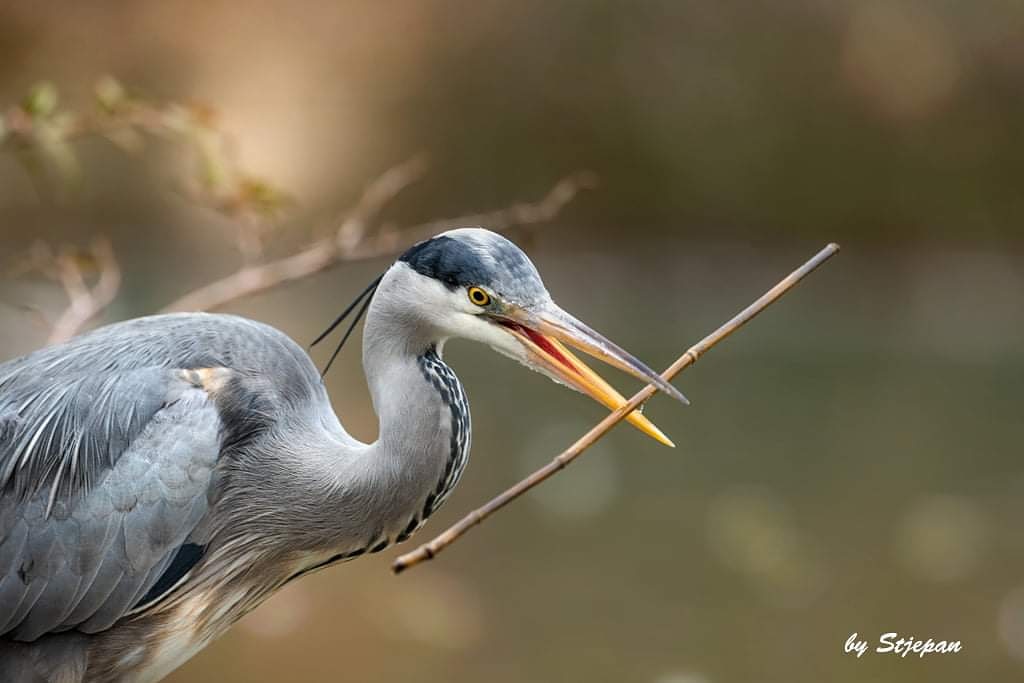 Nestbau