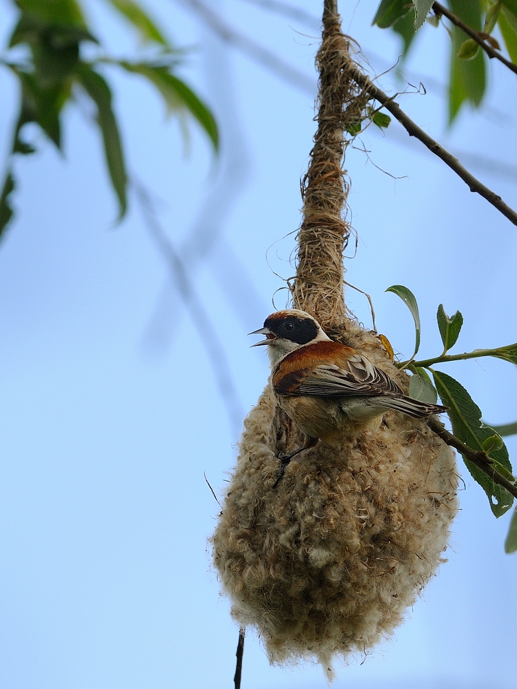 Nestbau