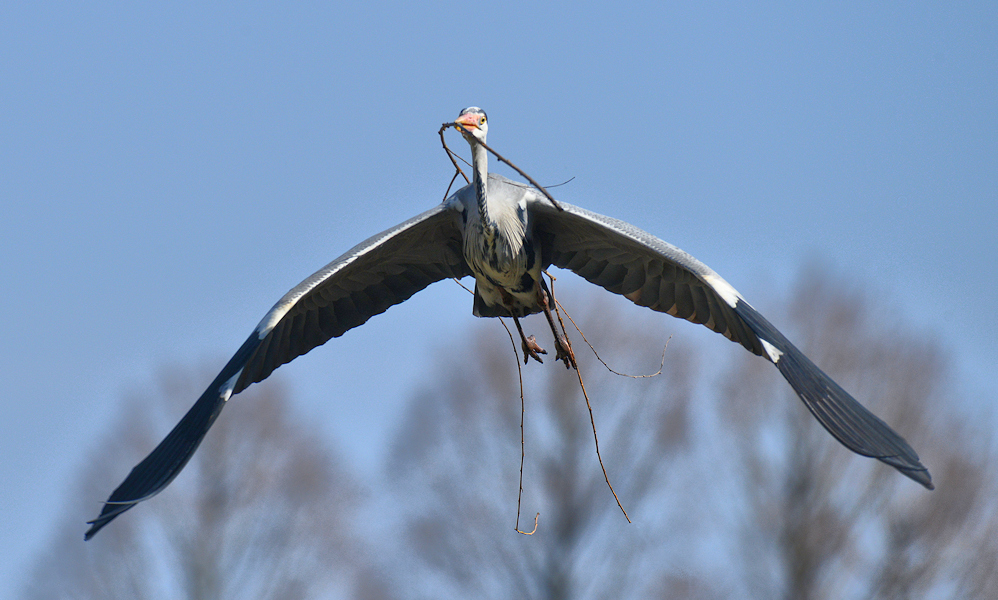 Nestbau