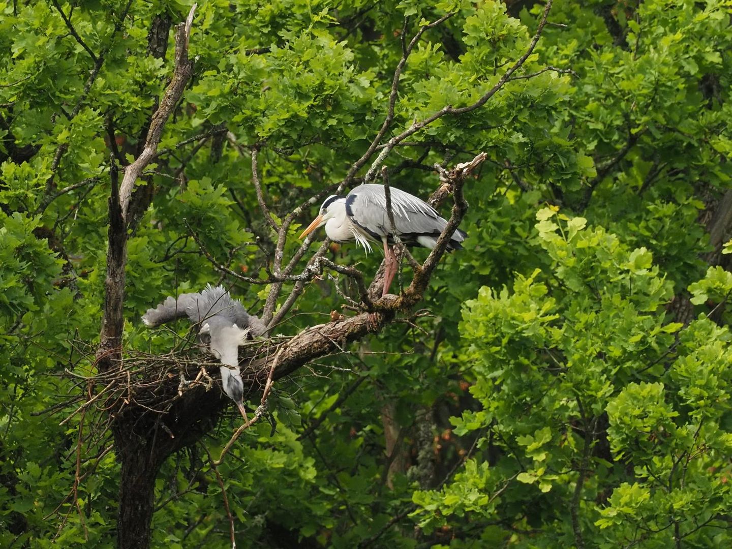 Nestbau